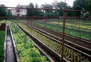 Organic garden in Havana